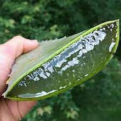 Aloe Vera Gel (THICK) 100% Pure Organic Soothing Moisturizing Skin Lotion – 8oz