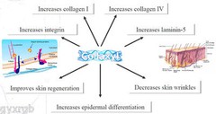 HEXAPEPTIDE-9 COLLAGEN BOOSTER PEPTIDE AKA COLLAXYL®