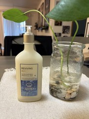 Bath & Body Works Aromatherapy Original Glass Bottle Lotion 6.5 oz Discontinued