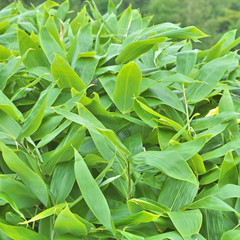 DAIWA BRI Kumazasa Green Clay Mask Made with Japanese Bamboo