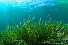 Blue Green Algae – Stem Cell Activator 500mg – Improves Physical Health Caps 3B
