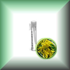 Cassie Sweet (Acacia Farnesiana) Absolute Oil