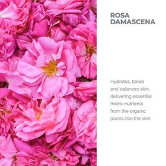 Alteya USDA Certified Organic Bulgarian Rose Water (From New Rose Harvest)