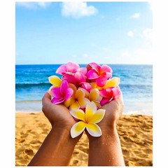 Hawaiian Plumeria Body Lotion By Forever Florals Hawaii Kukui Macadamia Nuts 4oz