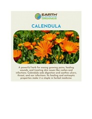 Organic Calendula Oil _ Raw, Infused, Pressed Herbal Oil
